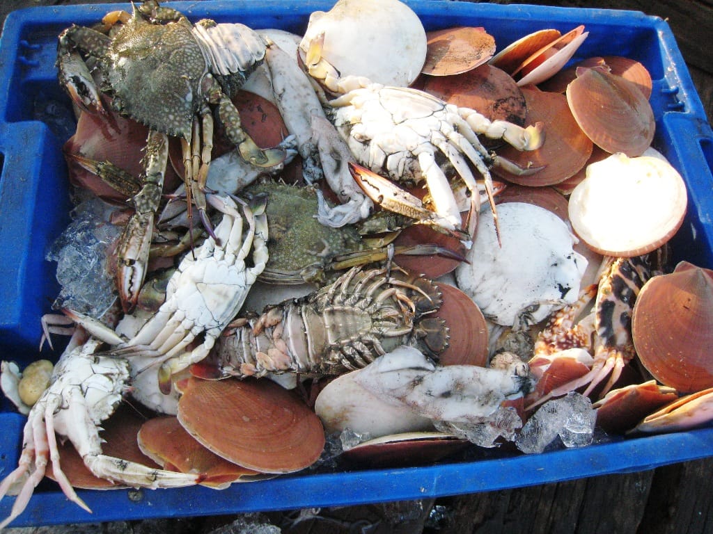 crabes_Kep