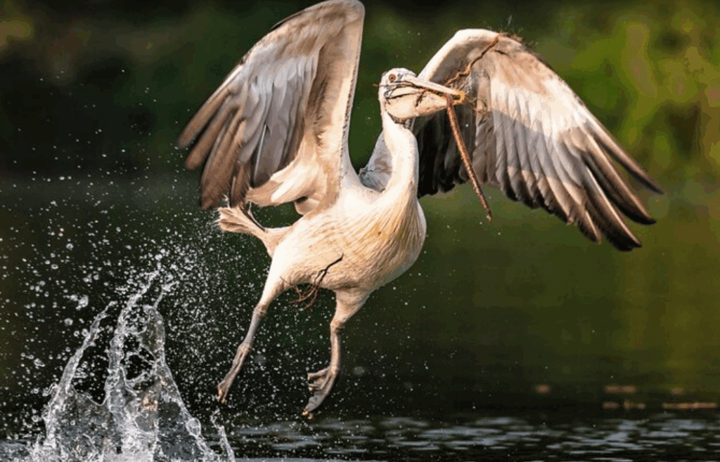 Prek Toal Birds Sanctuaire et village flottant